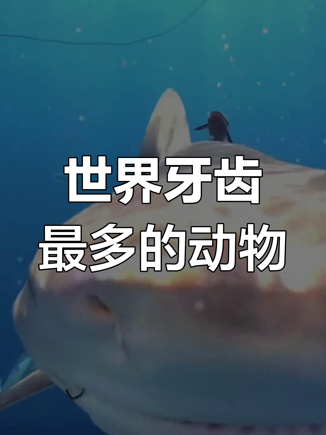 鲨鱼张嘴的震撼瞬间