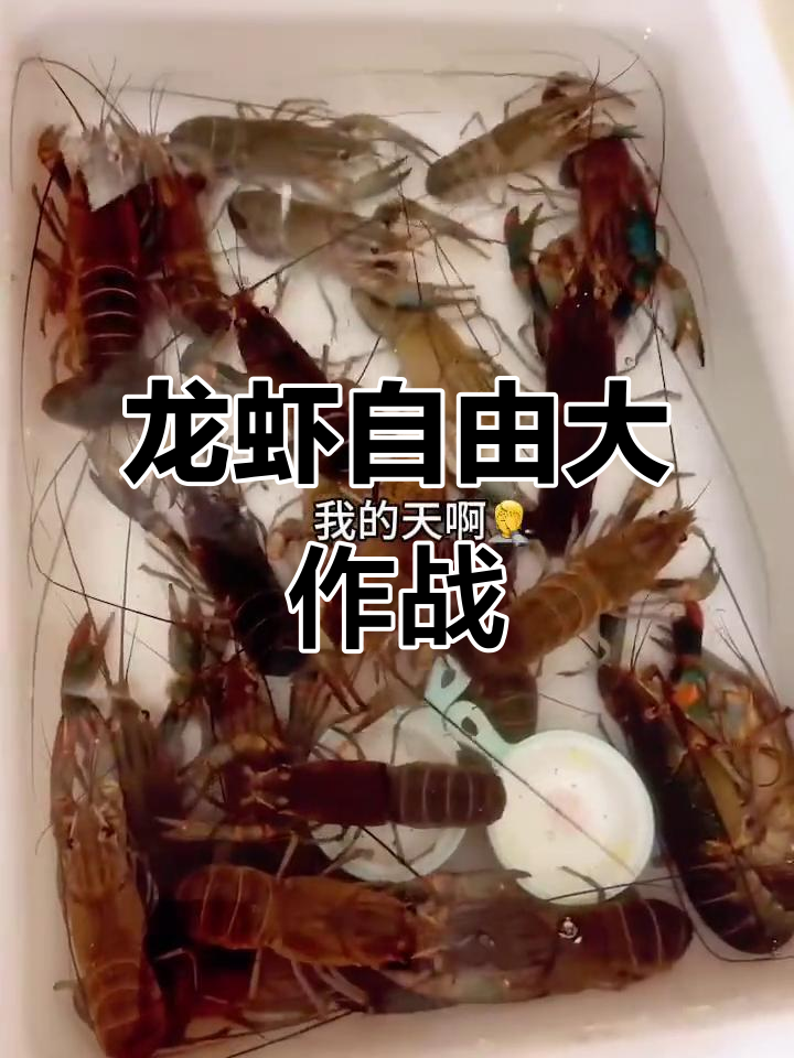 烧烤时意外发现，竟然踩了这么多龙虾！