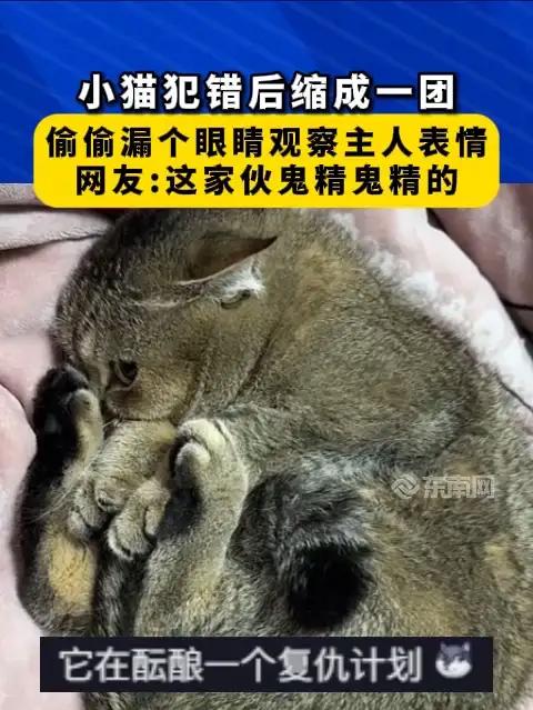 小猫犯错缩成一团,偷偷漏个眼睛观察主人表情,网友这家伙鬼精鬼精的