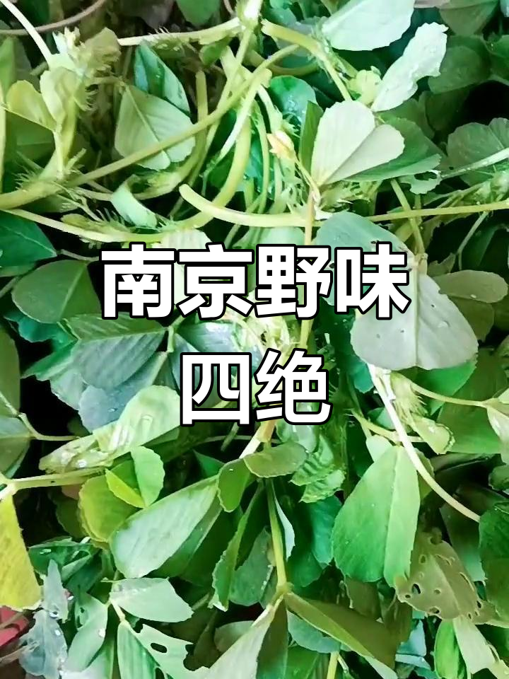南京野菜四宝:马兰头、枸杞脑,菊花脑与母鸡头的美味