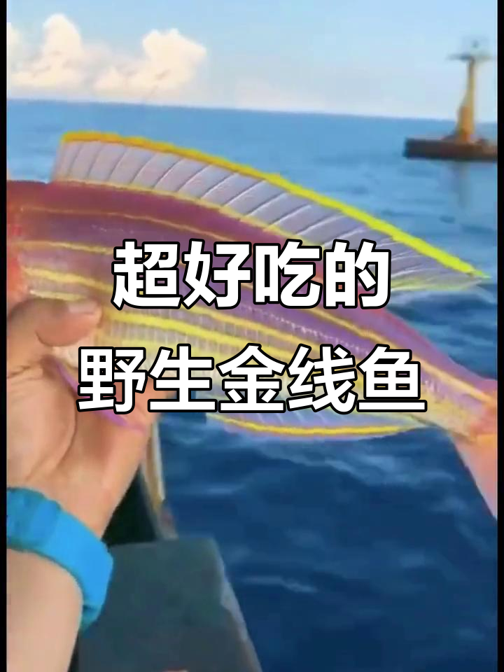 野生金线鱼:美味与颜值并存的海鲜新宠