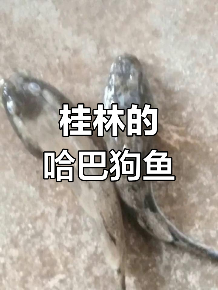 桂林人叫这种鱼哈巴狗,钓友们怎么称呼?