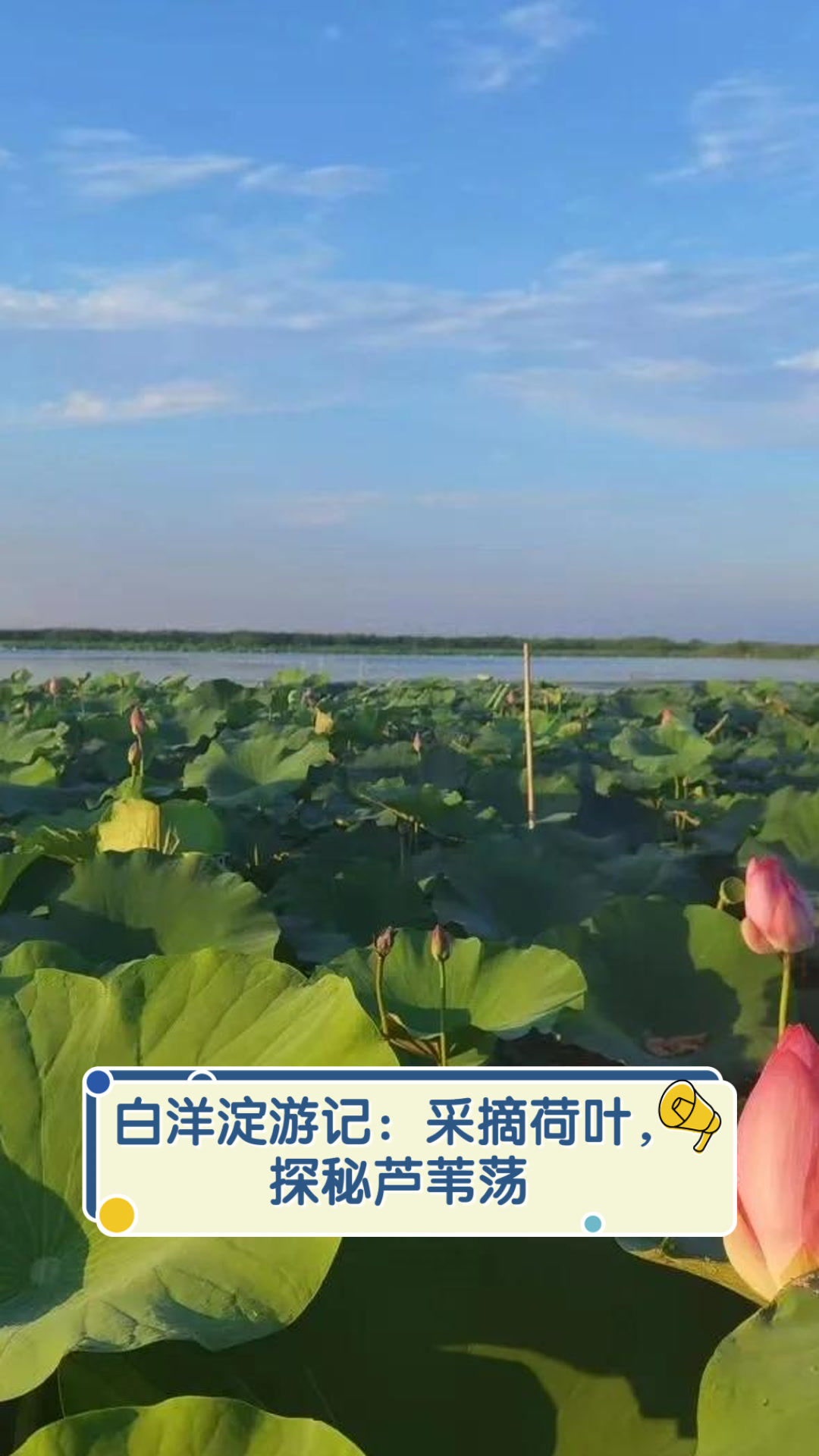 白洋淀游记:采摘荷叶,探秘芦苇荡