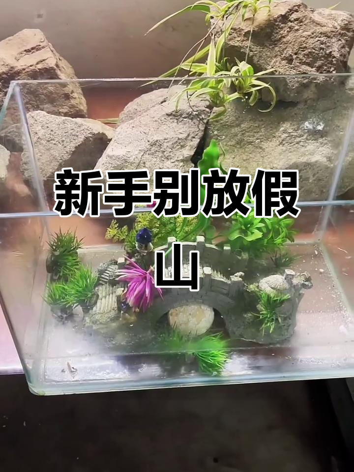 鱼缸新手必看!这些塑料装饰可能害你养不好鱼