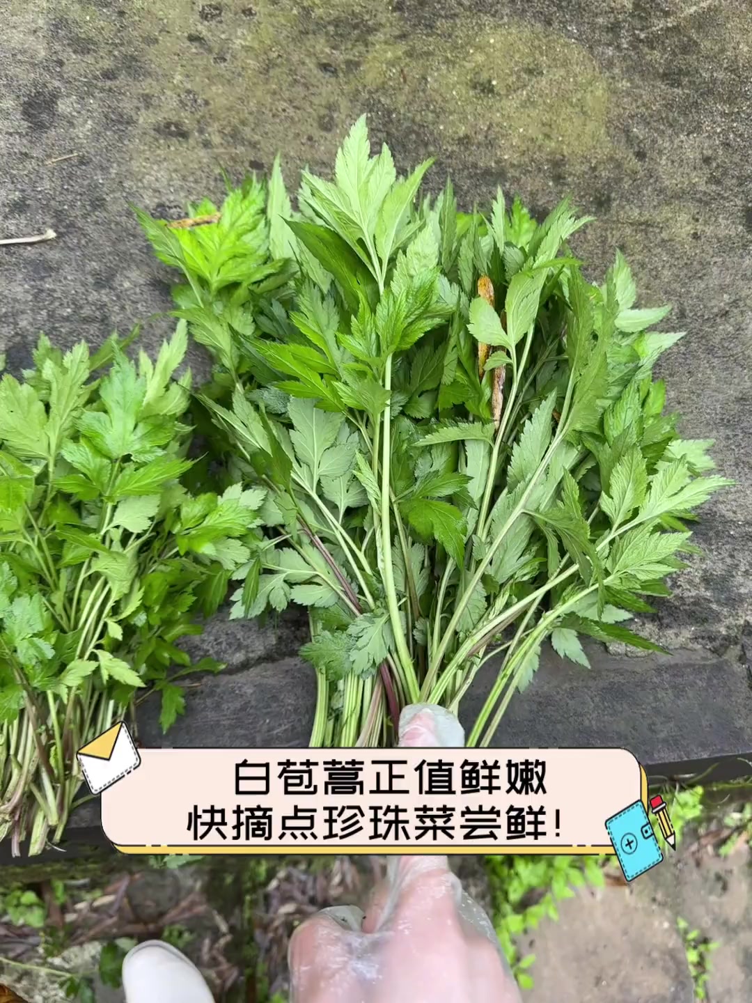 白苞蒿正值鲜嫩,快摘点珍珠菜尝鲜!