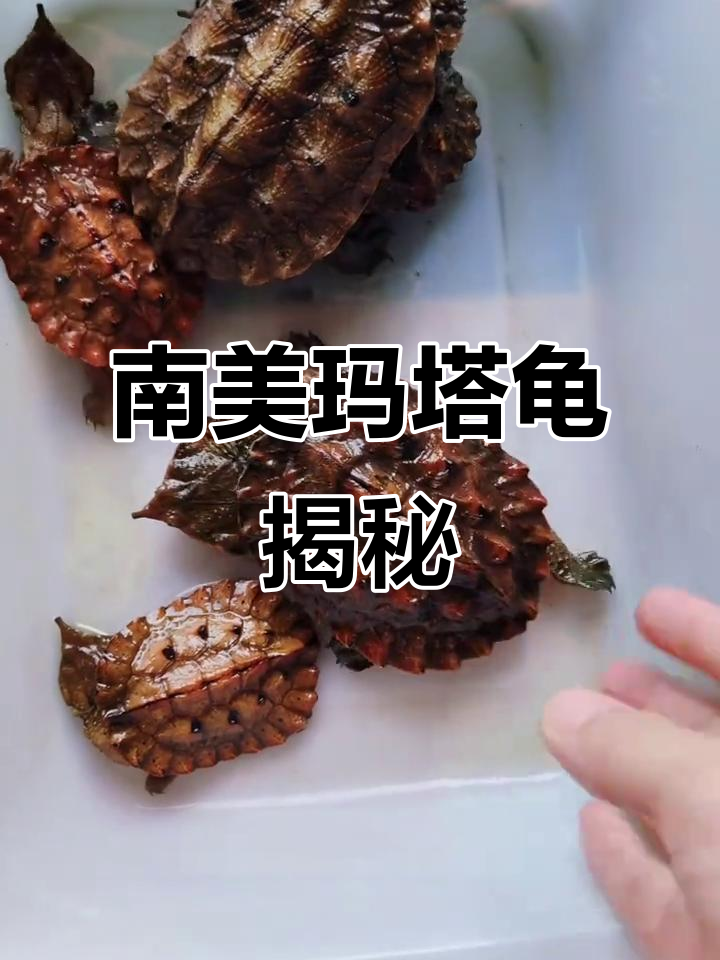 玛塔龟：南美神秘枯叶乌龟，食肉捕猎技巧惊人