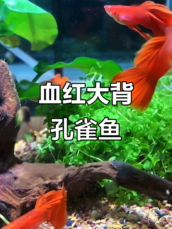 台湾改良血红大背孔雀鱼,游动更吸引眼球