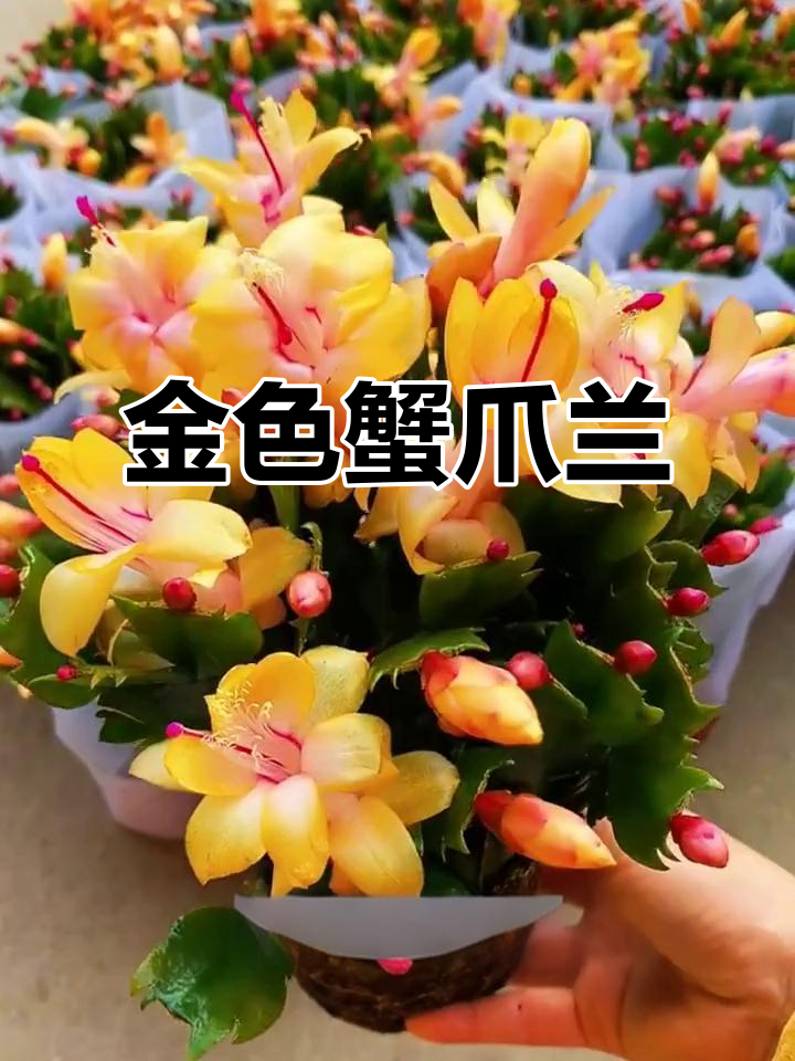 黄金蟹爪兰:稀有品种,金黄色花朵惊艳美丽