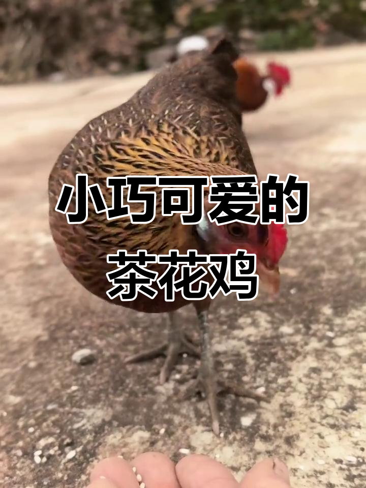 茶花鸡:小巧精致的南方土鸡,麻羽白耳太可爱了