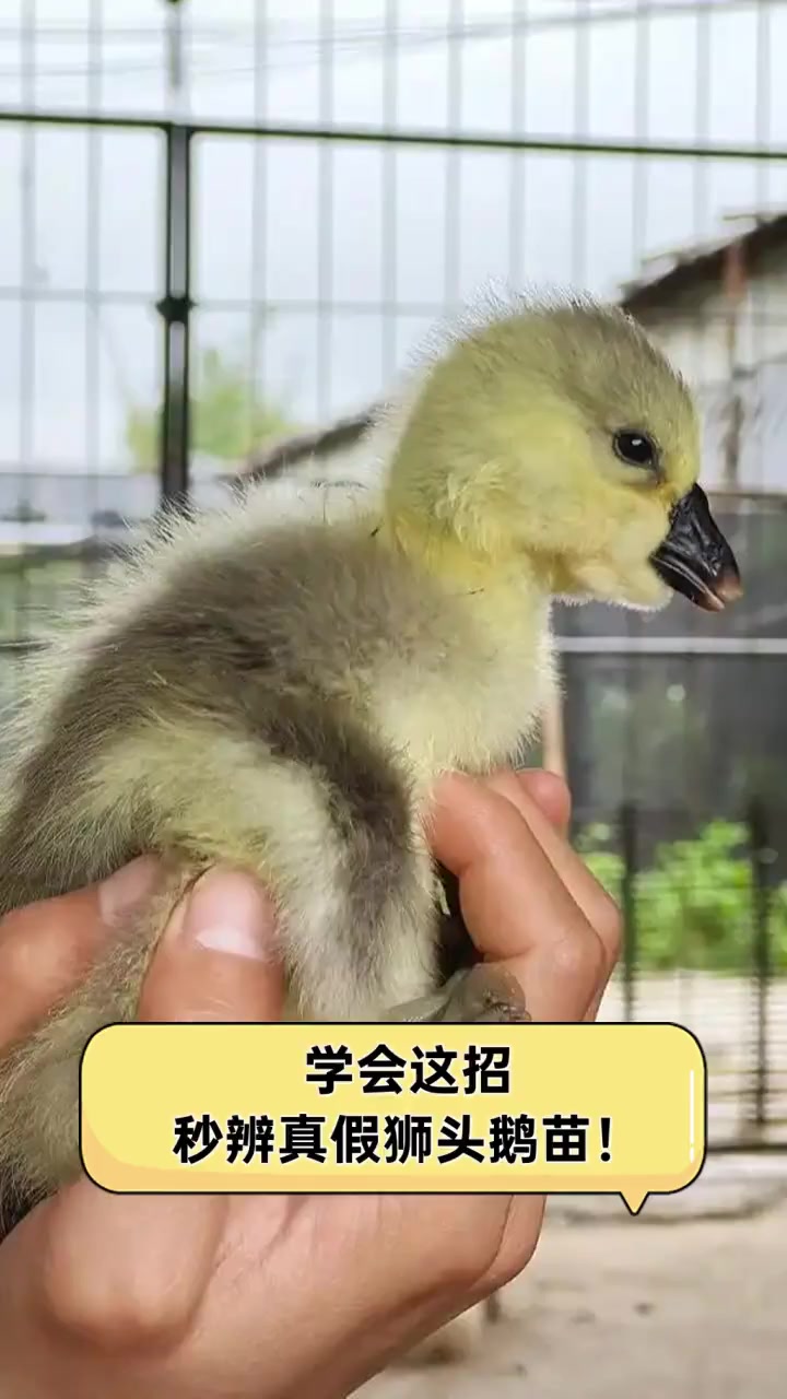 学会这招,秒辨真假狮头鹅苗!