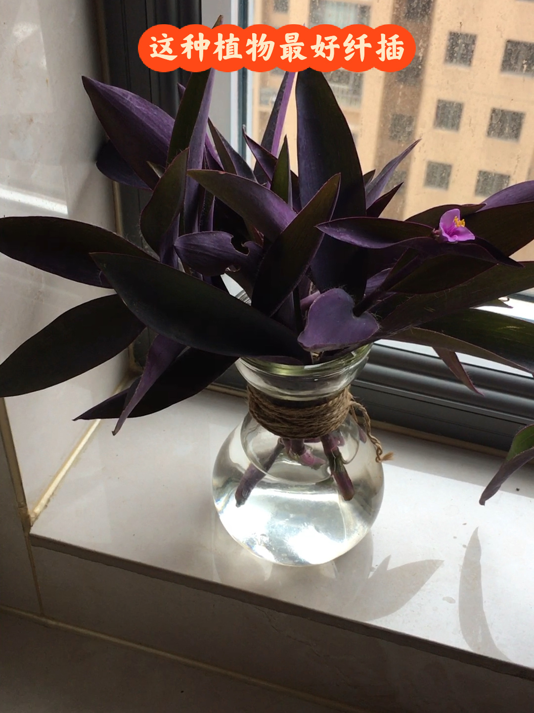 紫罗兰吊兰不用花钱买,纤插成活率100%