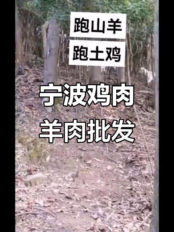 宁波土鸡与羊肉批发,芦花大公鸡来袭