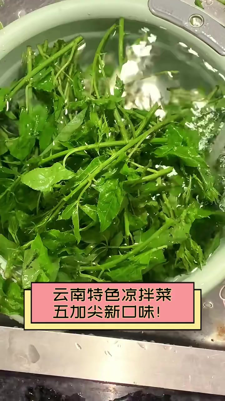 云南特色凉拌菜,五加尖新口味!