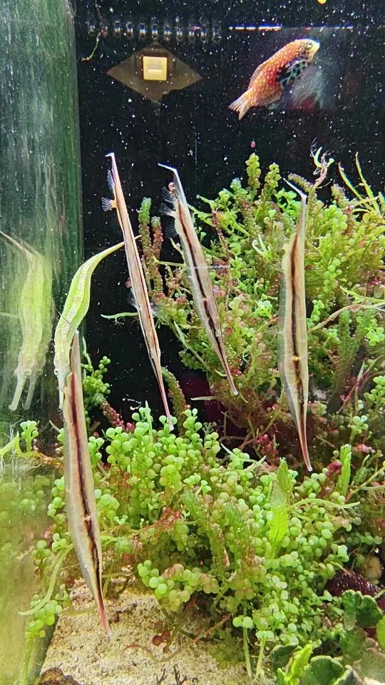 刀片鱼干饭日记