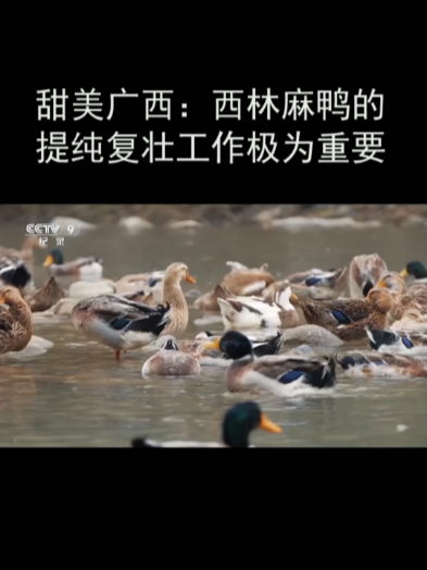 甜美广西:西林麻鸭的提纯复壮工作极为重要