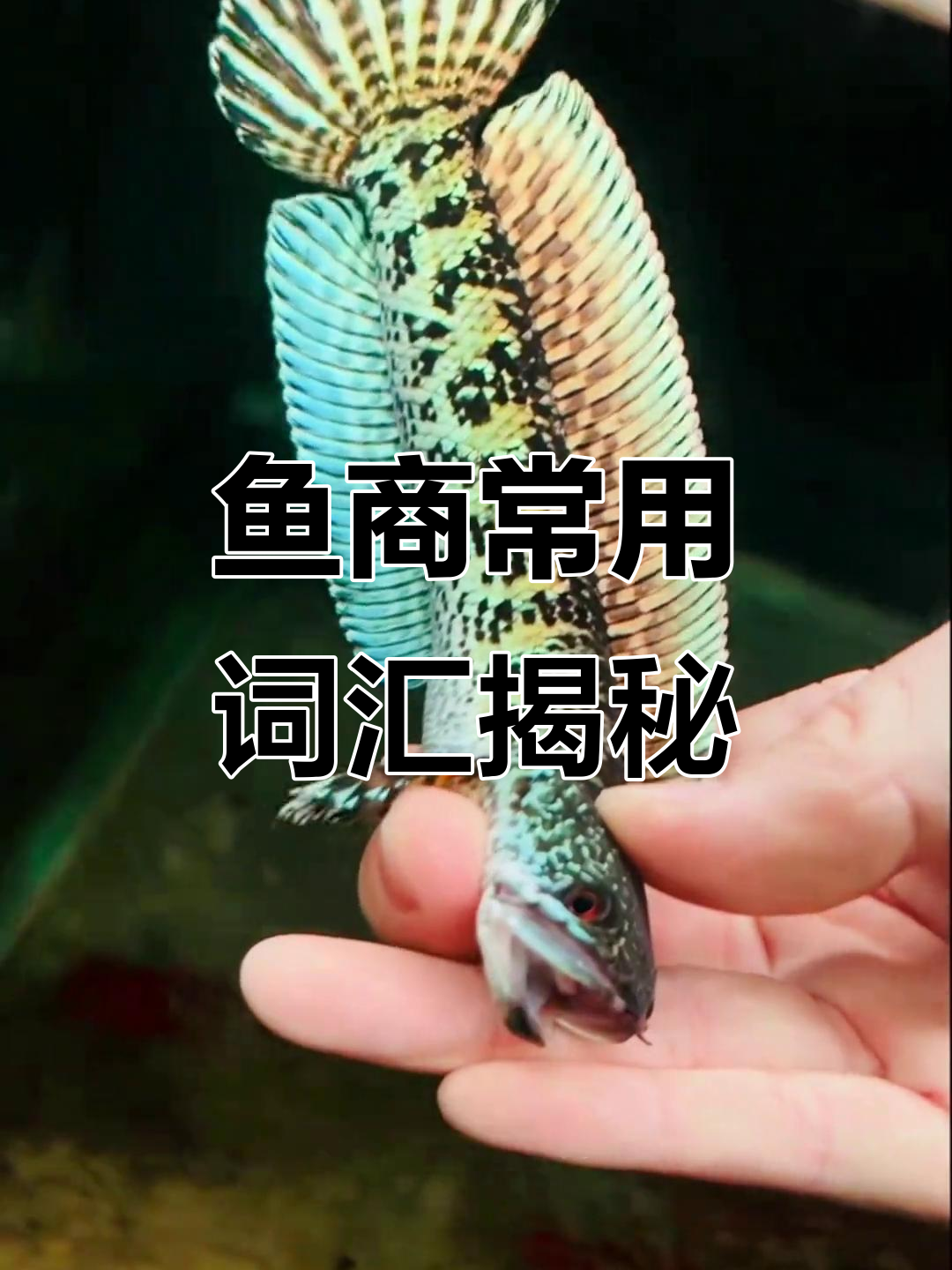 鱼商创造新名词:黄金眼镜蛇雷龙与短身儿的秘密