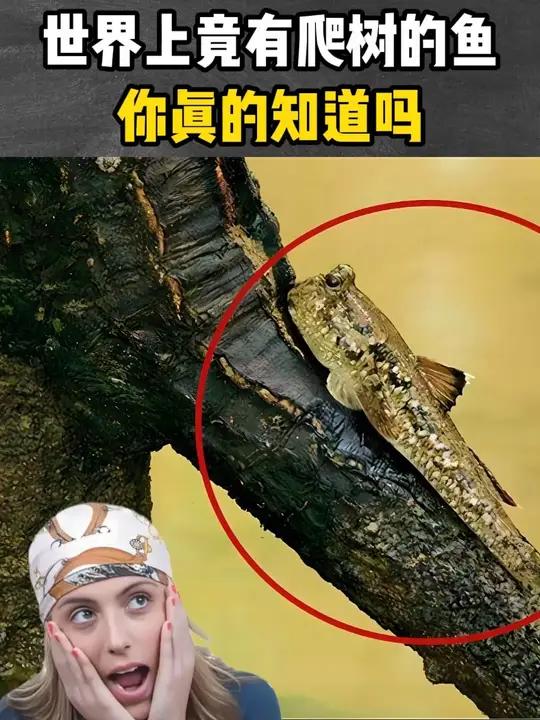 世界上竟有爬树的鱼你真的知道吗