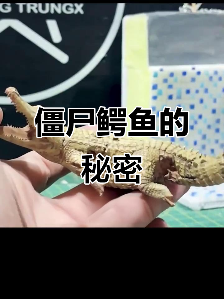 废弃泳池惊现丧尸鳄鱼,男孩竟把它当宠物养!