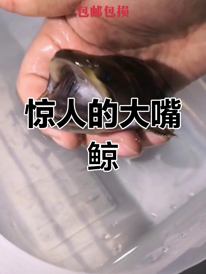大嘴鲸:凶猛的夜行鱼
