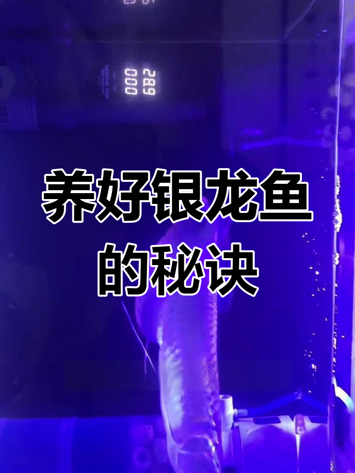 银龙鱼养殖全攻略:从入门到高手的必备技巧