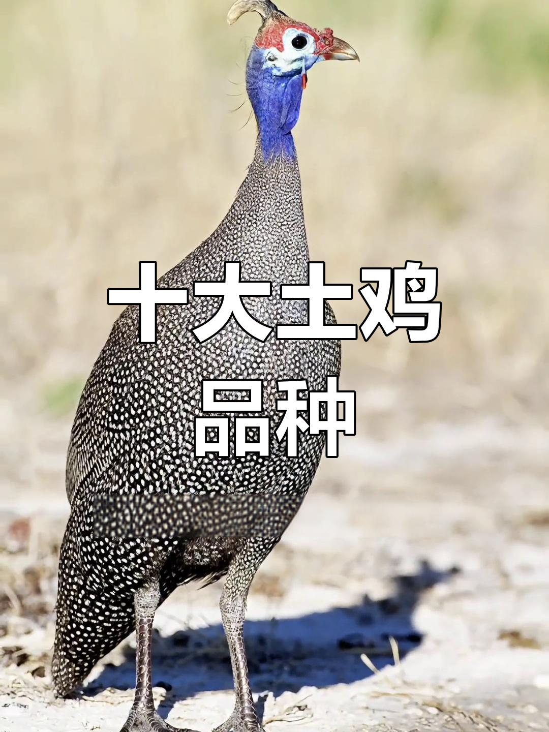 中国十大名鸡排行榜