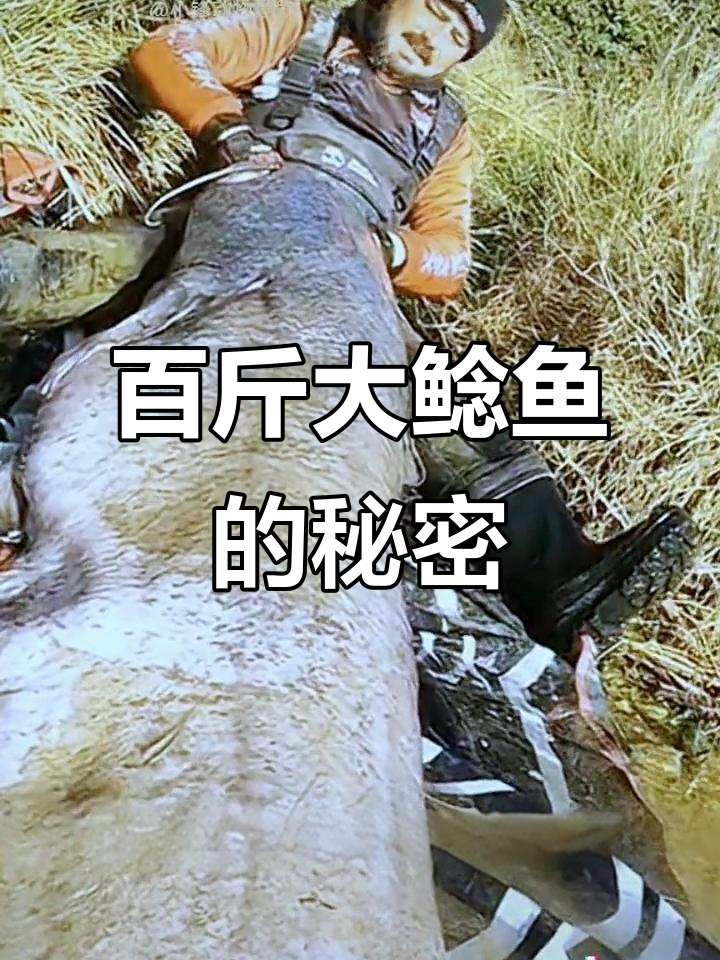 搜救队发现巨型鲶鱼，肚子里藏有不明生物