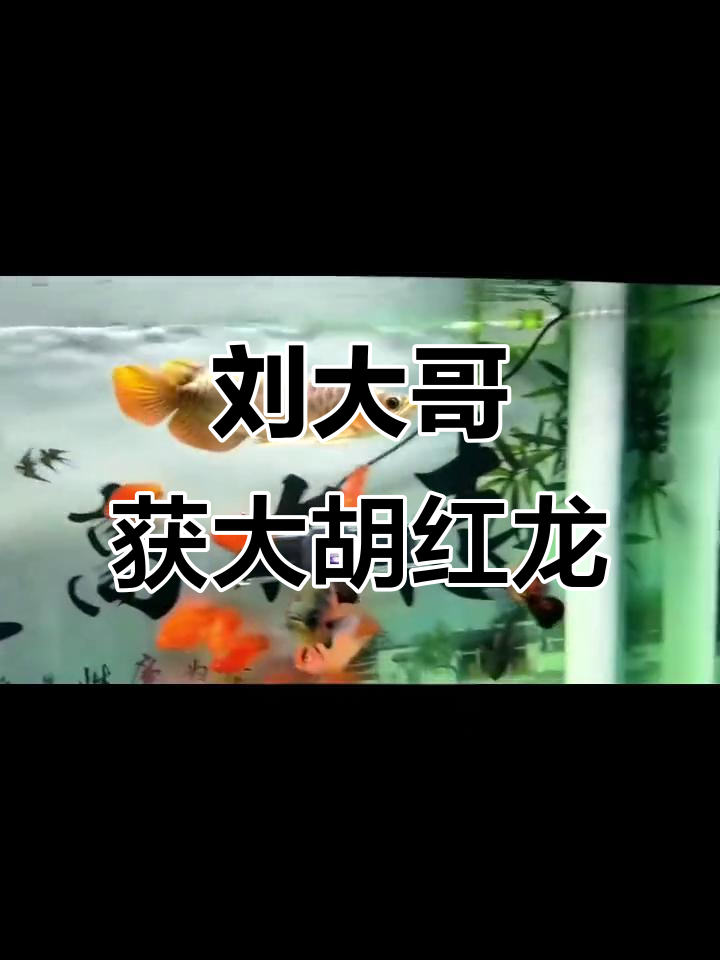 沈阳刘大哥喜提大湖红龙,硬骨血统优秀,状态极佳