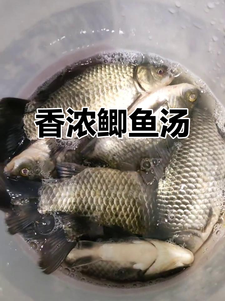 土鲫鱼汤,奶白香气扑鼻,喝上一口让人陶醉!