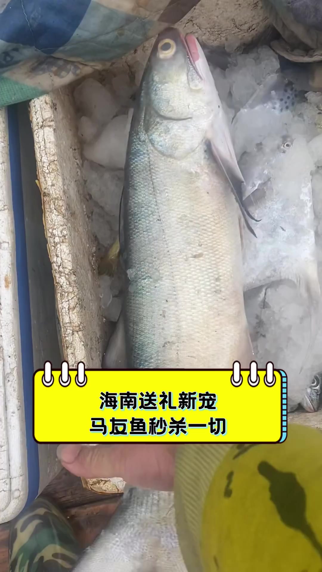 海南送礼新宠,马友鱼秒杀一切