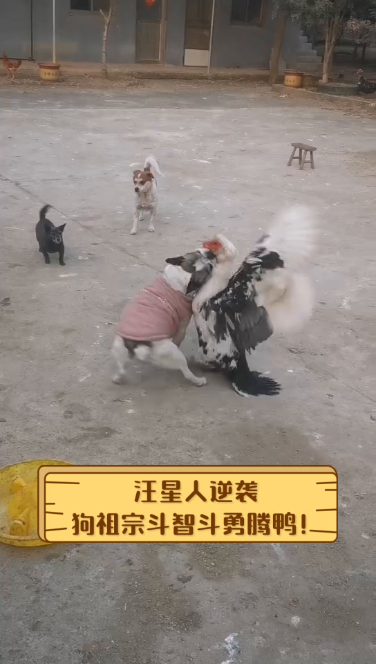 汪星人逆袭,狗祖宗斗智斗勇腾鸭!