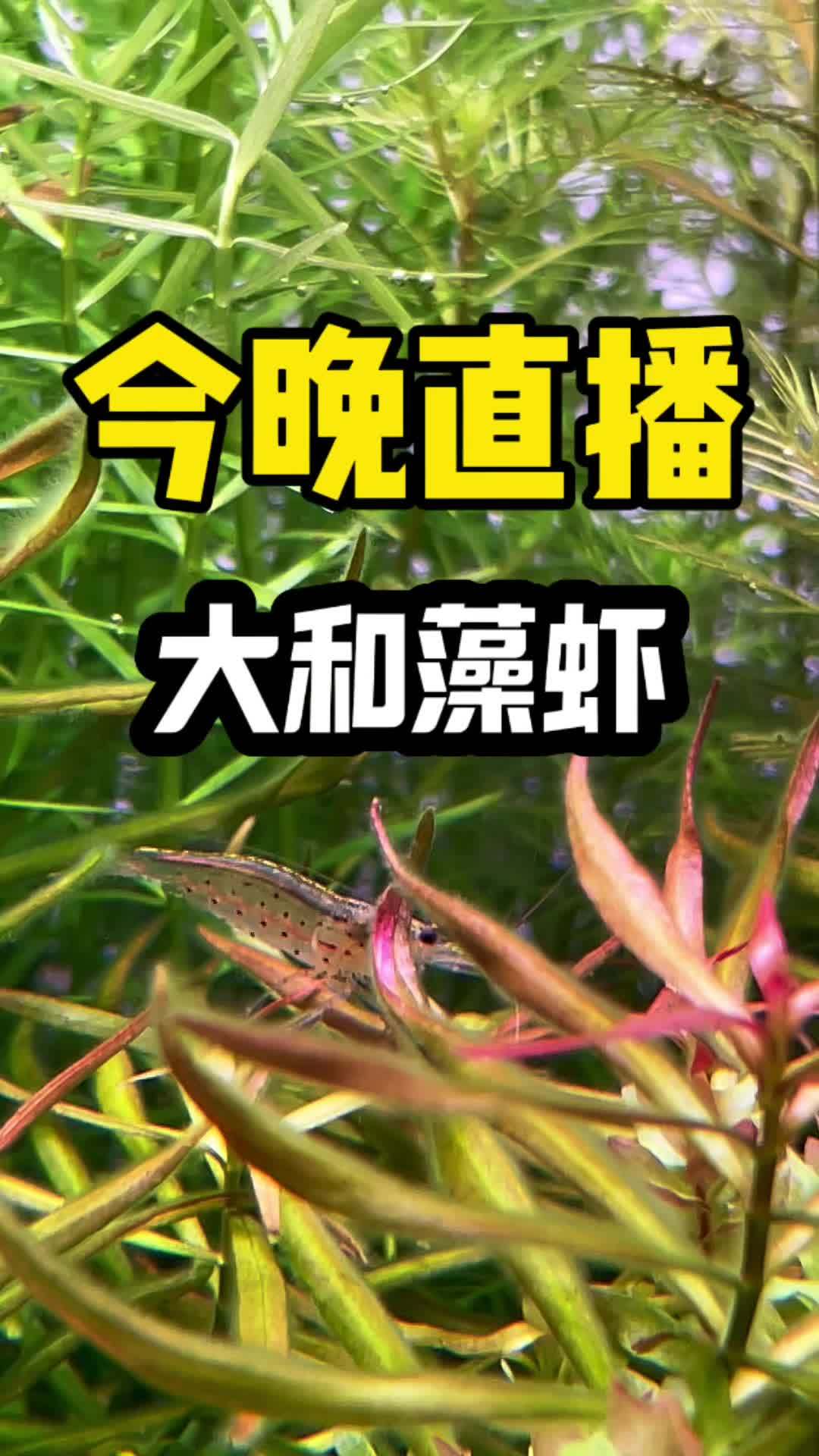 今晚上 大和藻虾!有兴趣的就来!福袋不停~ 水族 水草造景 养鱼日记