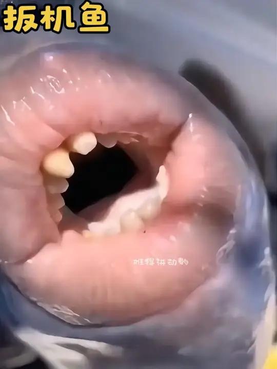 扳机鱼真的比鲨鱼还要可怕吗?#扳机鱼 #动物解说#动物科普#海洋生物 #神奇动物在抖音