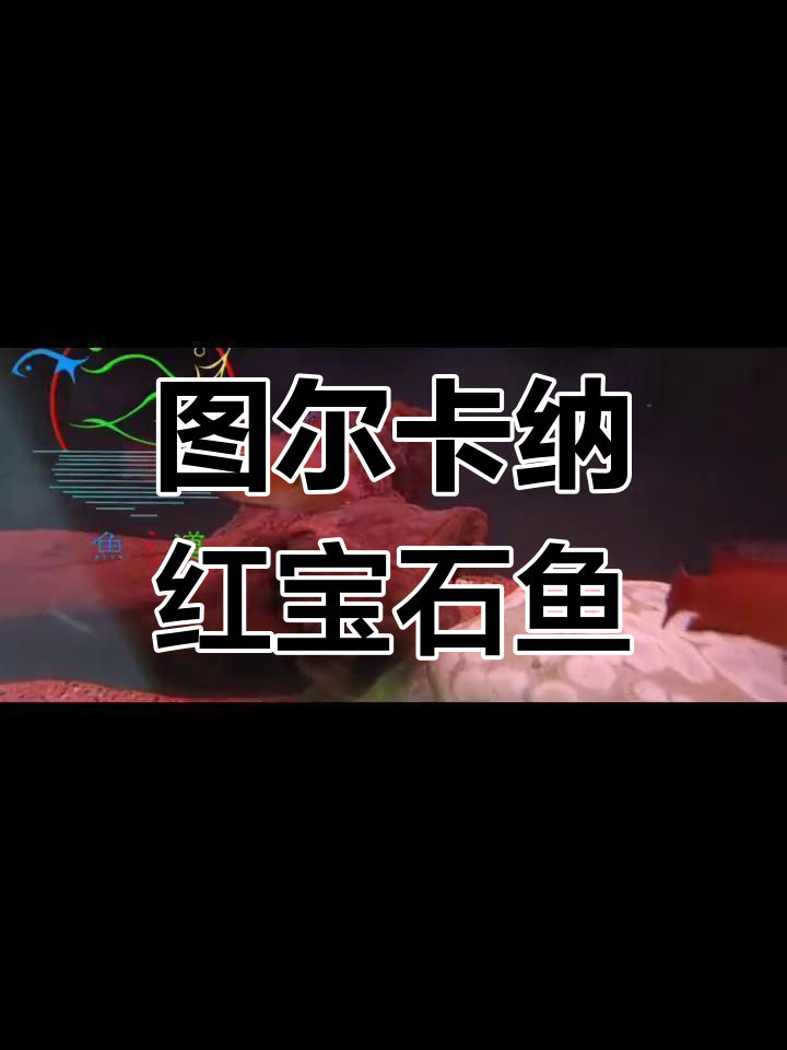 非洲图尔卡纳红宝石鱼:艳丽如珊瑚,繁殖能力强