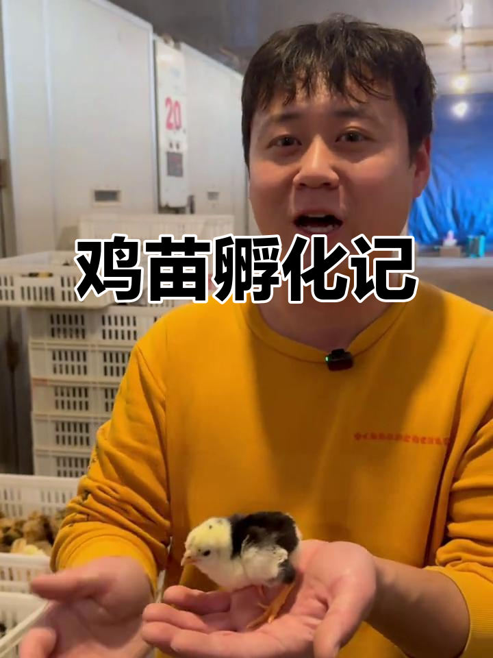 小李农场鸡苗破壳,多种品种等你来探!