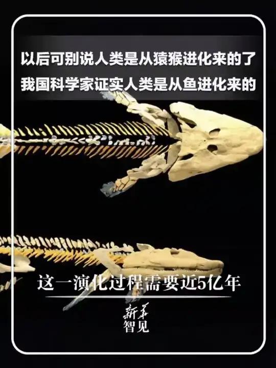 以后可别说人类是从猿猴进化来的了，我国科学家证实人类是从鱼进化来的，这一演化过程需要近5亿