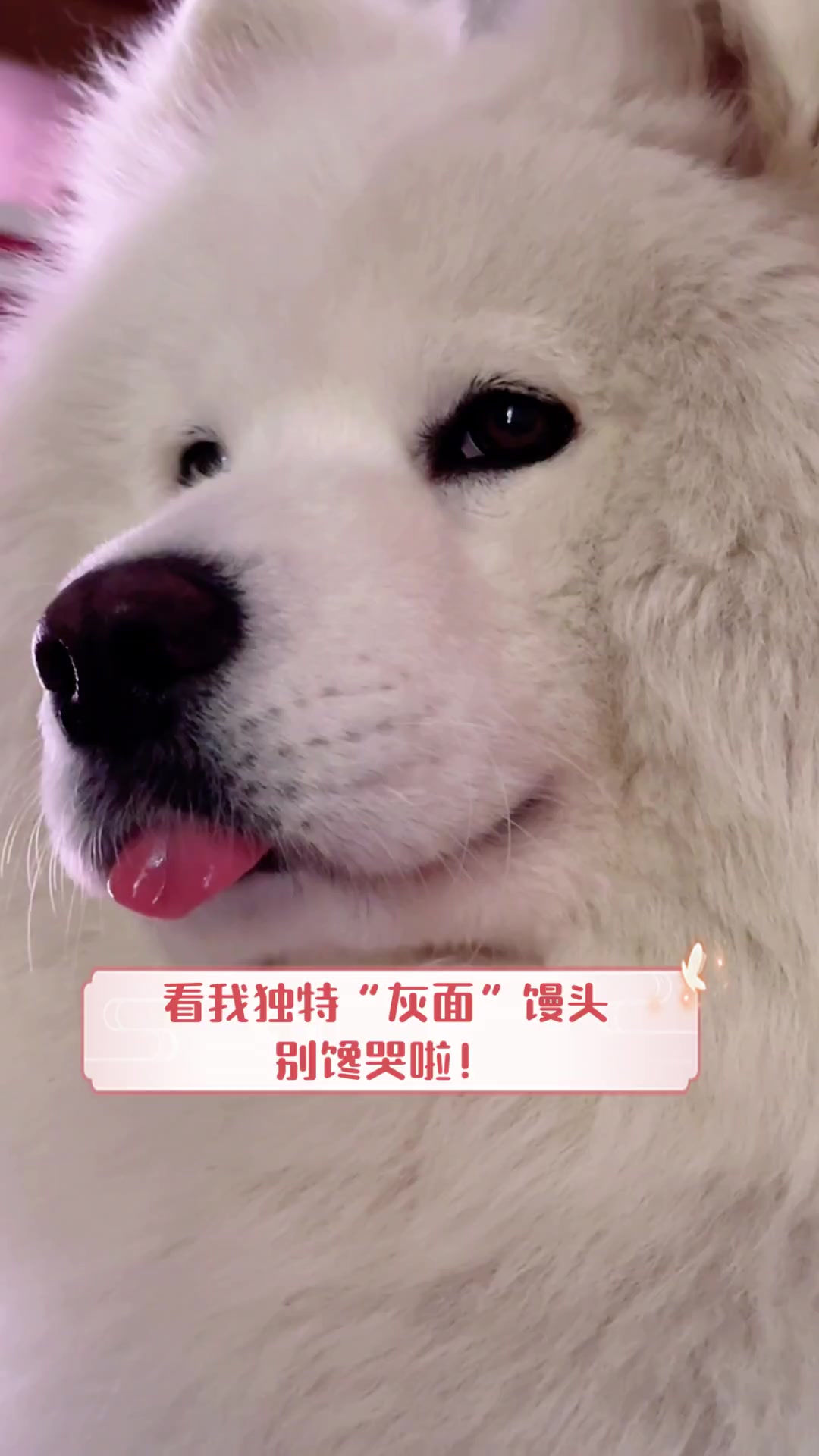 看我独特“灰面”馒头,别馋哭啦!