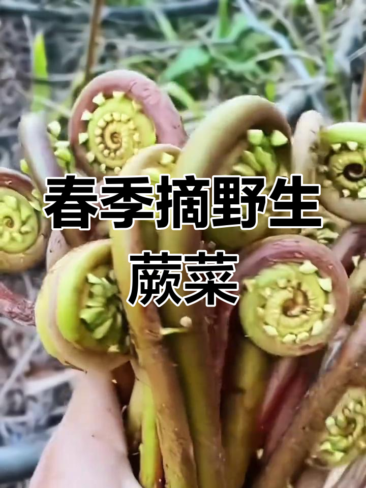 春天里的美味野蕨菜,采摘技巧大揭秘!