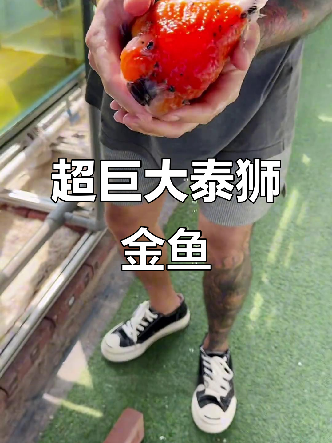 超级巨型泰狮金鱼,比砖头还大!