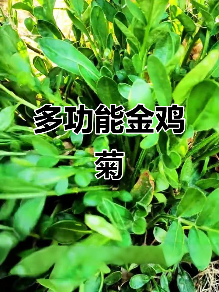 金鸡菊:观赏、药用、食用,多功能植物了解一下