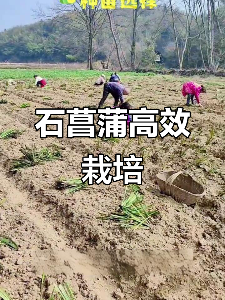 20秒学会石菖蒲种植,轻松管理,两年收获丰硕!
