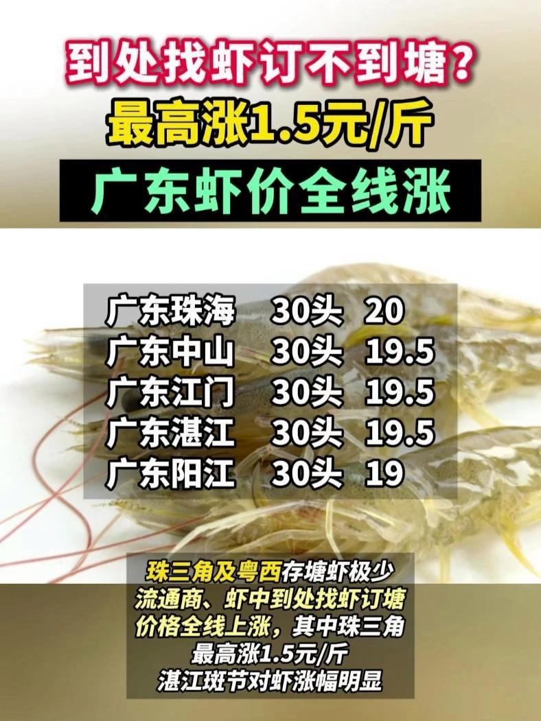 到处找虾订不到塘?最高涨1.5元/斤,广东虾价全线涨!对虾 水产养殖 虾价 对虾养殖