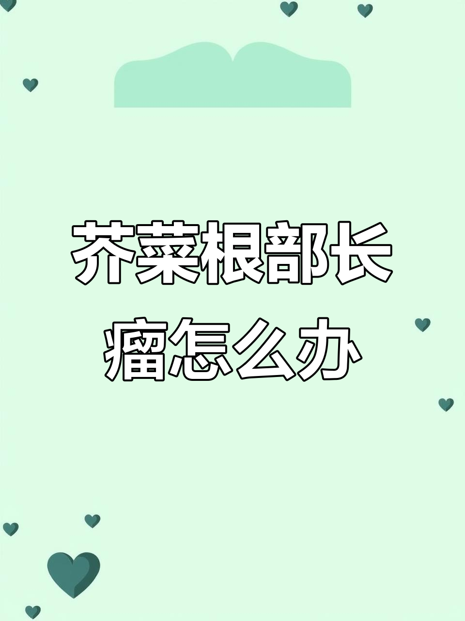 芥菜根部长瘤,是病害还是药害?如何防治根肿病