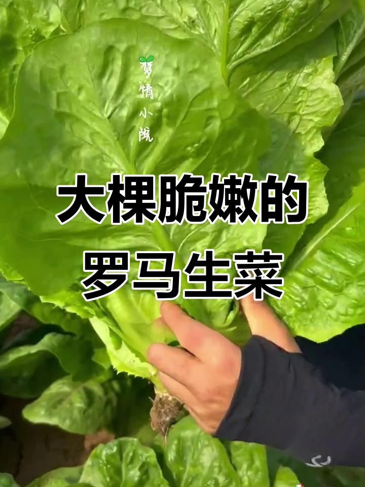 罗马生菜：大个脆嫩，种起来超简单