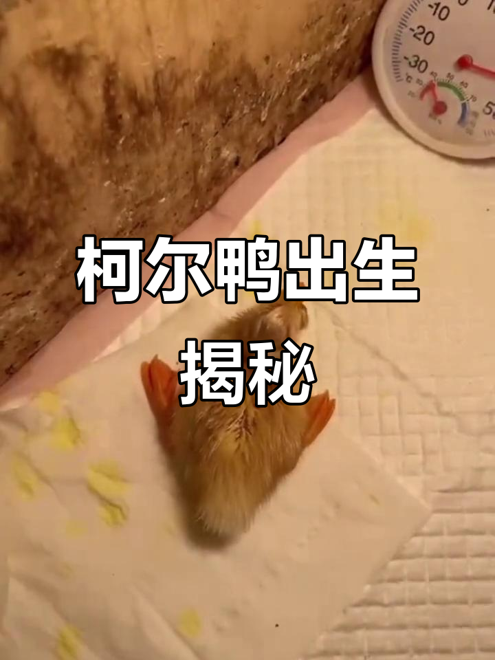 柯尔鸭孵化全过程,竟然这么神奇!