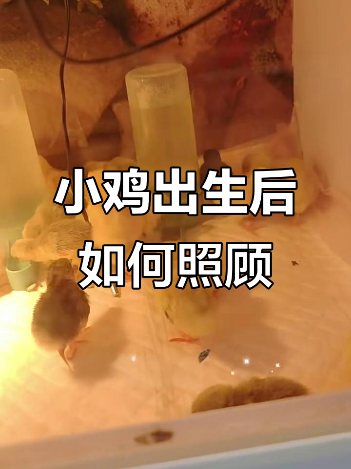 刚出壳小鸡的饲养技巧,保暖、喂水、开食全攻略