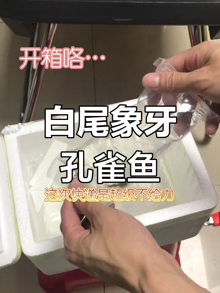 白色孔雀鱼大尾巴,美丽如裙