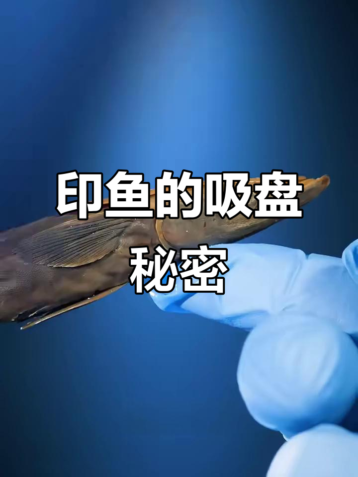 印鱼如何用吸盘牢牢吸附鲨鱼?揭秘工作原理