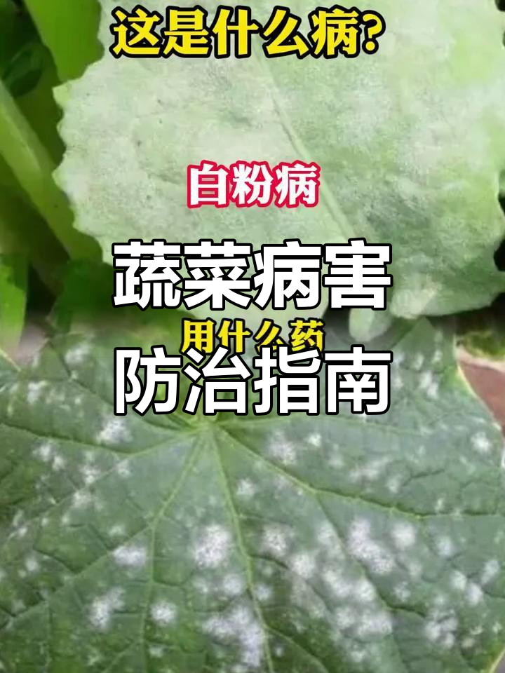 蔬菜常见病害及防治方法，白溴病、短辅病全解析