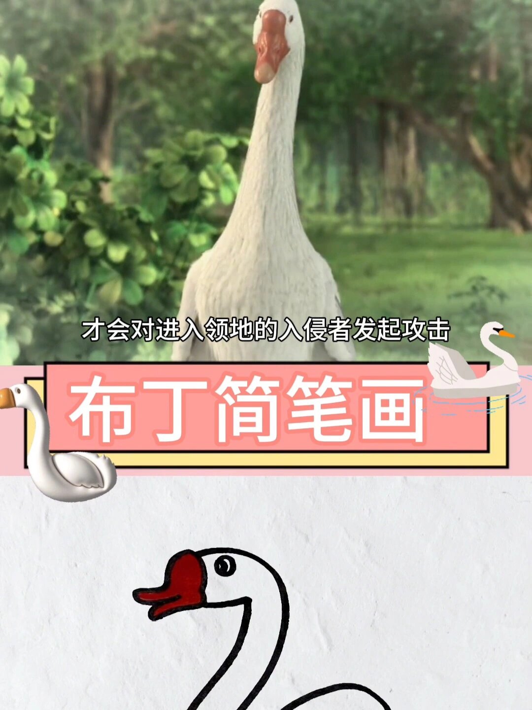 简笔画 大白鹅