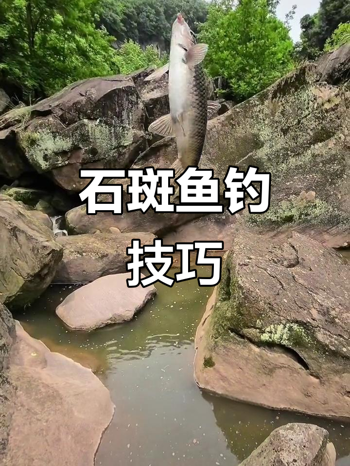 溪石斑钓法揭秘:如何捕捉水面啃石头的巨物